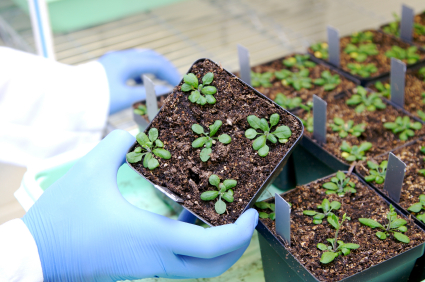 Versuchspflanzen im Labor. Die gezielte genetische Veränderung via in planta Gene Targeting erwies sich als sehr effizient und zeitlich stabil.