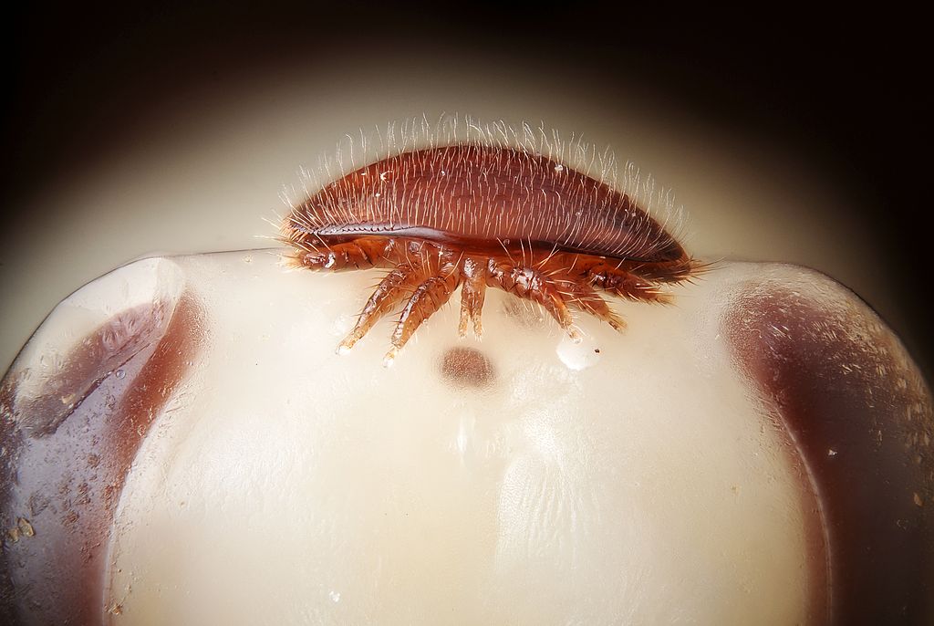 Varroamilbe (Varroa destructor) auf dem Kopf einer Honigbienenpuppe.