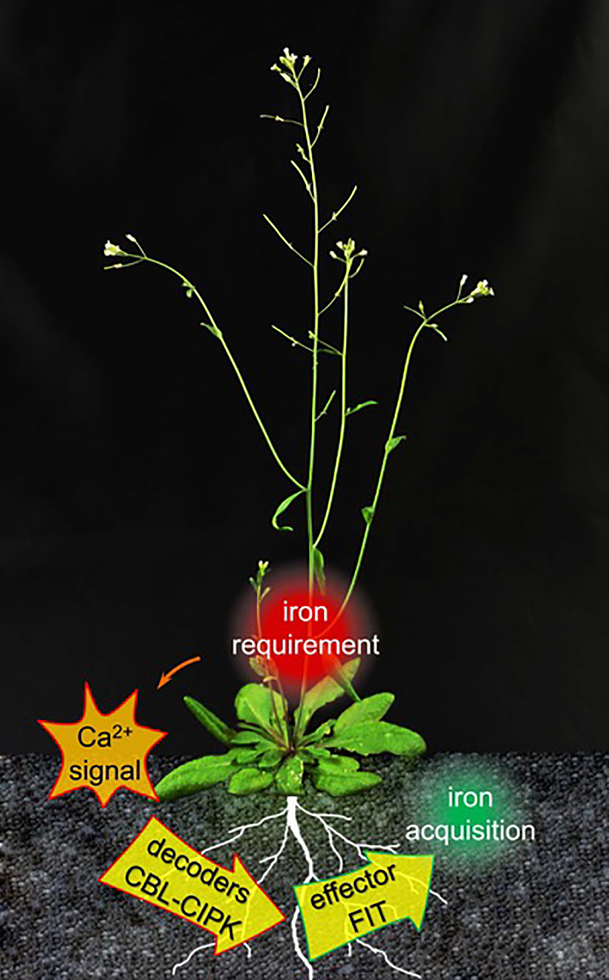 Pflanzen passen die Wurzeleisengewinnung an den aktuellen Bedarf an. Kalziumsignale werden durch Eisenmangel ausgelöst, wodurch das Effektorprotein FIT aktiviert wird.
