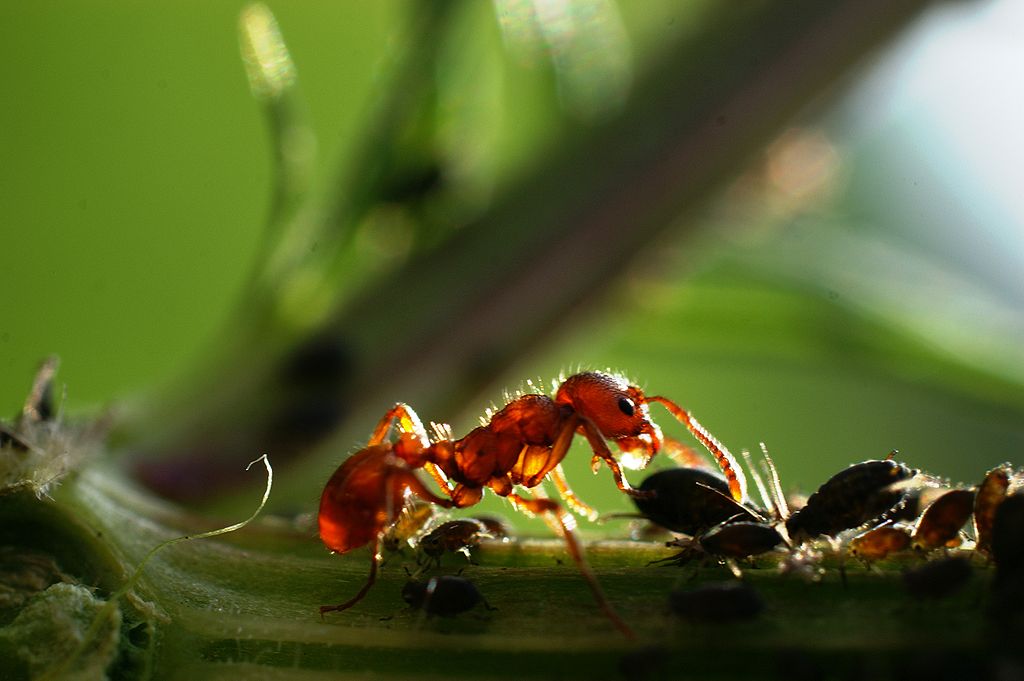 Viele Pflanzen, wie zum Beispiel das Schneeglöckchen, sind bei der Ausbreitung ihrer Samen auf die Hilfe von Ameisen angewiesen. (Bildquelle: © böhringer friedrich/ wikimedia.org/ CC BY-SA 2.5)