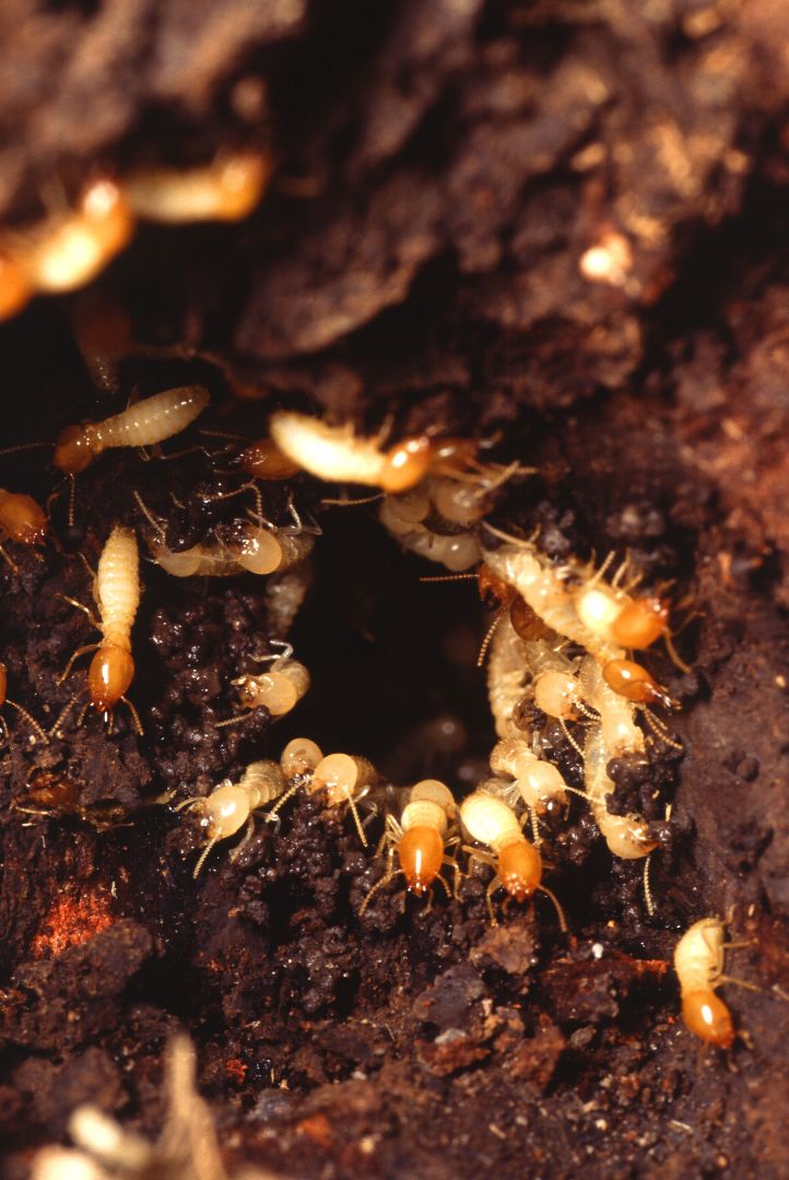 Termiten kommen in warmen Erdregionen vor. Rund 2.800 Arten sind bekannt. Sie sind mit den ebenfalls staatenbildenden Insekten, z. B. Ameisen, Bienen oder Wespen, nicht näher verwandt, sondern vermutlich eine besondere Entwicklungslinie der Schaben.