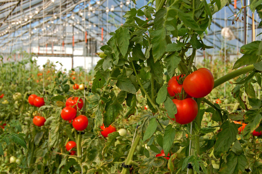 Wie genau Pflanzen Pestizide abbauen ist noch nicht geklärt. Eine neue Studie zeigt, dass am Prozess Wachstumshormone aus der Familie der Brassinosteroide maßgeblich beteiligt sind. Dafür untersuchten Forscher den Abbau eines Pflanzenschutzmittels in Tomaten.