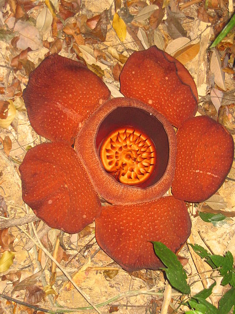 Pflanzen der Gattung Rafflesia sind Vollschmarotzer. (Quelle: © Wilhelm Albert Mertin / wikimedia.org; CC BY 2.0 de)