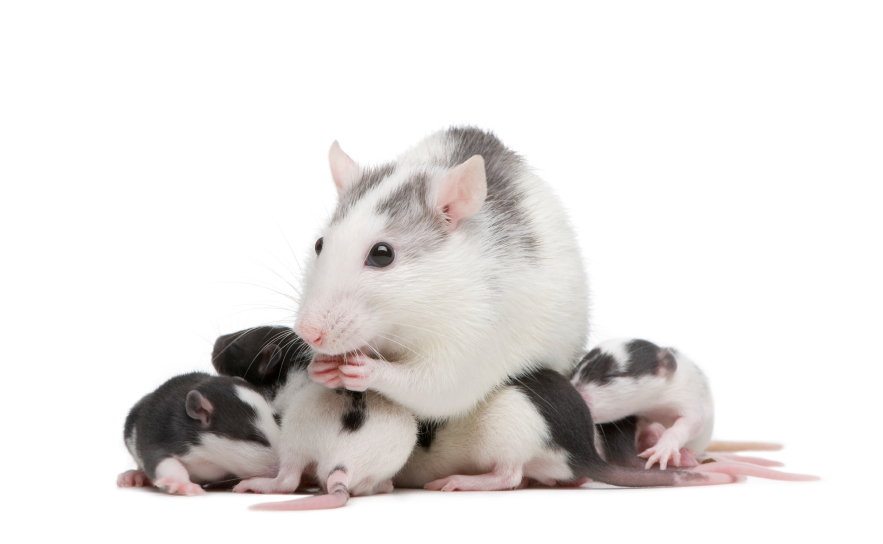 Ratte mit Nachkommen: Für die Experimente wurden trächtige Ratten für kurze Zeit dem Gift ausgesetzt, um die Wirkung auf die Folgegenerationen zu untersuchen.
