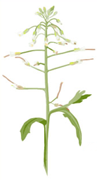 Die Ackerschmalwand Arabidopsis thaliana ist die wohl bedeutendste Modellpflanze der Genomforschung. Auch hier diente sie den Forschern als Versuchspflanze.