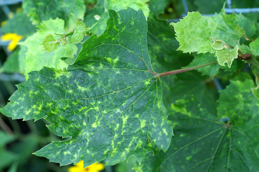Auch Pflanzen besitzen ein Immunsystem, um sich gegen Angreifer zu verteidigen. Dieser Weinstock hat den Kampf jedoch verloren. (Bildquelle: © 7monarda / Fotolia.com)