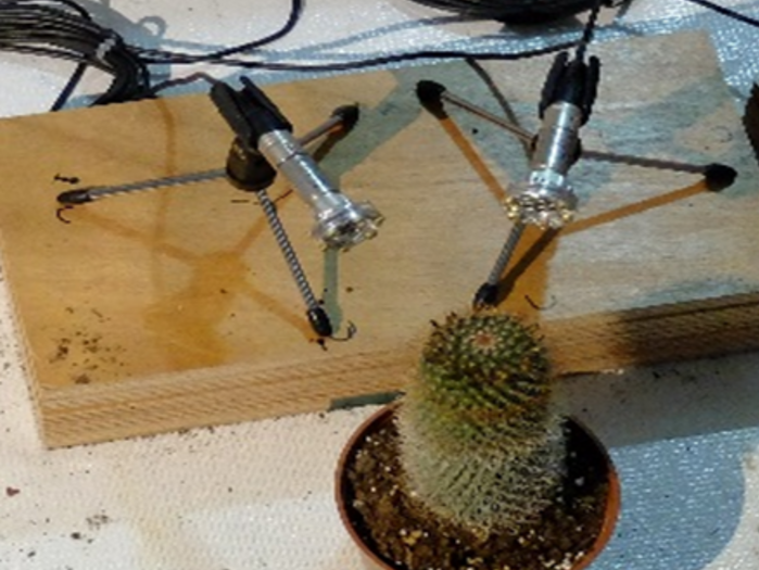 Auch dieser Kaktus sendet bei Stress hörbare Signale aus.
