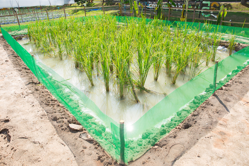 Um Reis züchterisch für den Klimawandel und die höhere Nachfrage fit zu machen, benötigen Züchter zahlreiche unterschiedliche Daten.