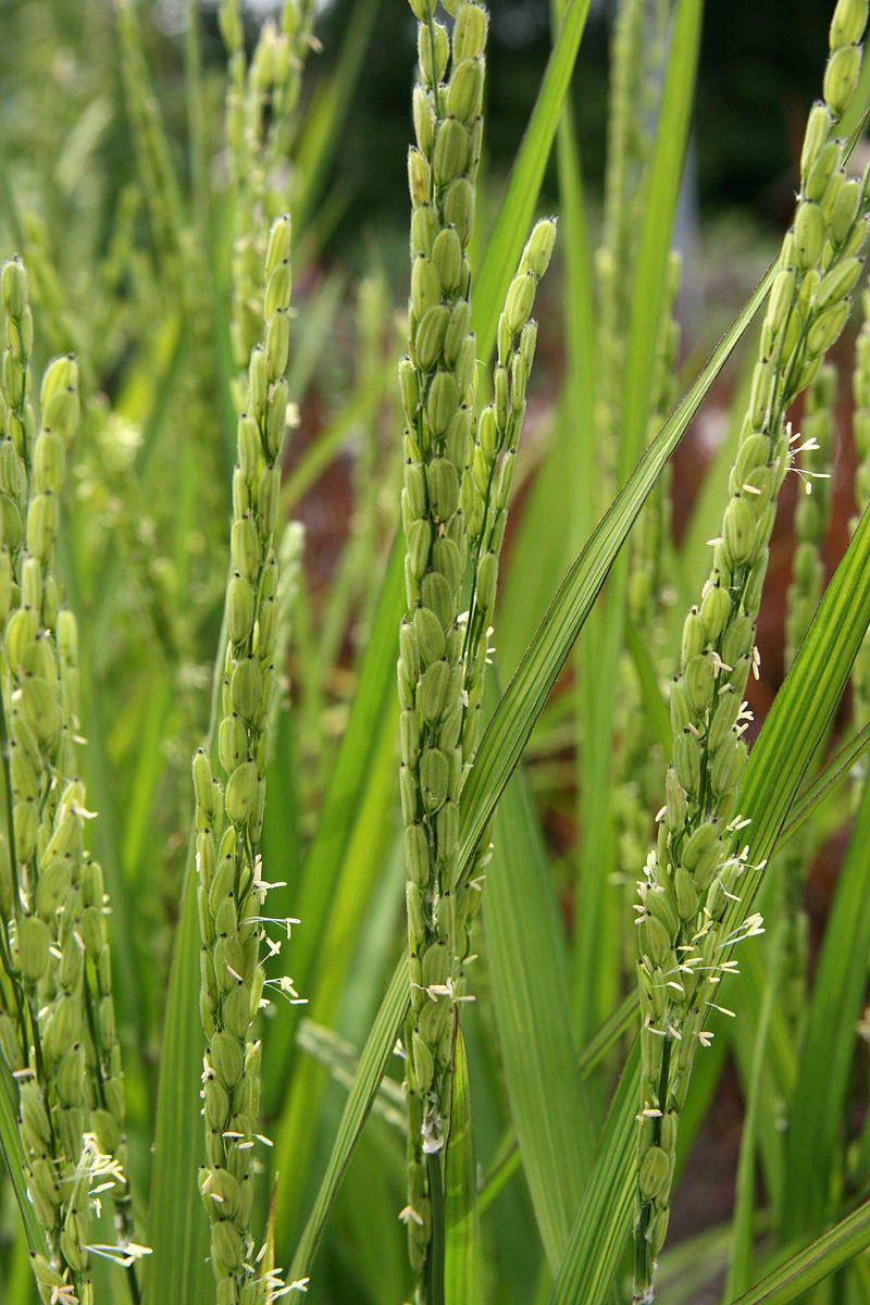 Dem International Rice Research Institute (IRRI) ist es gelungen, Reispflanzen eine schnellere Photosynthese beizubringen.