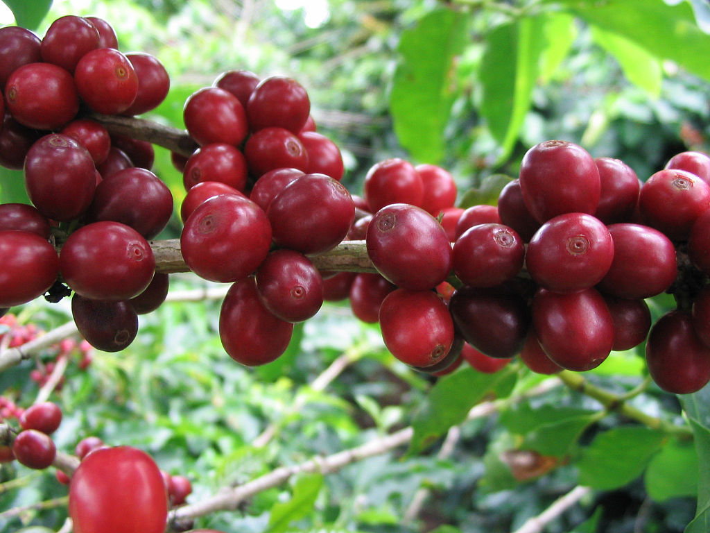 Arabica-Kaffee (Coffea arabica) wird rund um den Äquator angebaut. Er wächst optimal zwischen 1000 und 2000 Metern Höhe und bringt einen Ertrag von ca. 500 bis 3.000 kg pro Hektar.