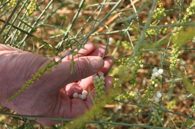 Die unreifen Früchte des Ochradenus baccatus sind weiß. Werden die darin enthaltenen Samen zeitgleich mit dem Fruchtfleisch zerkaut, entstehen toxische Verbindungen.