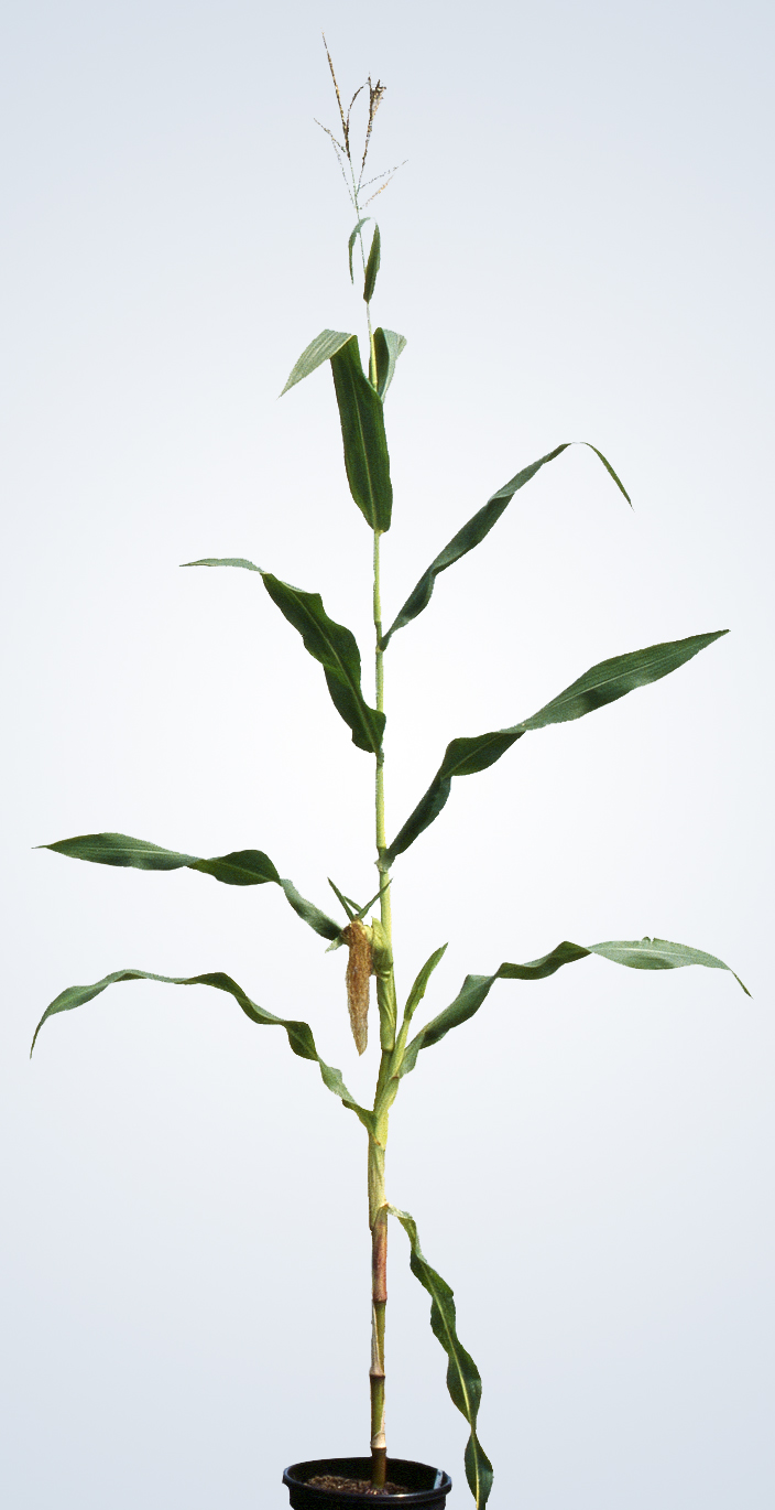 C4-Pflanzen wie Mais haben sich erst später entwickelt und zwar aus der Notwendigkeit auch mit wenig Kohlendioxid effektiv Photosynthese zu betreiben.