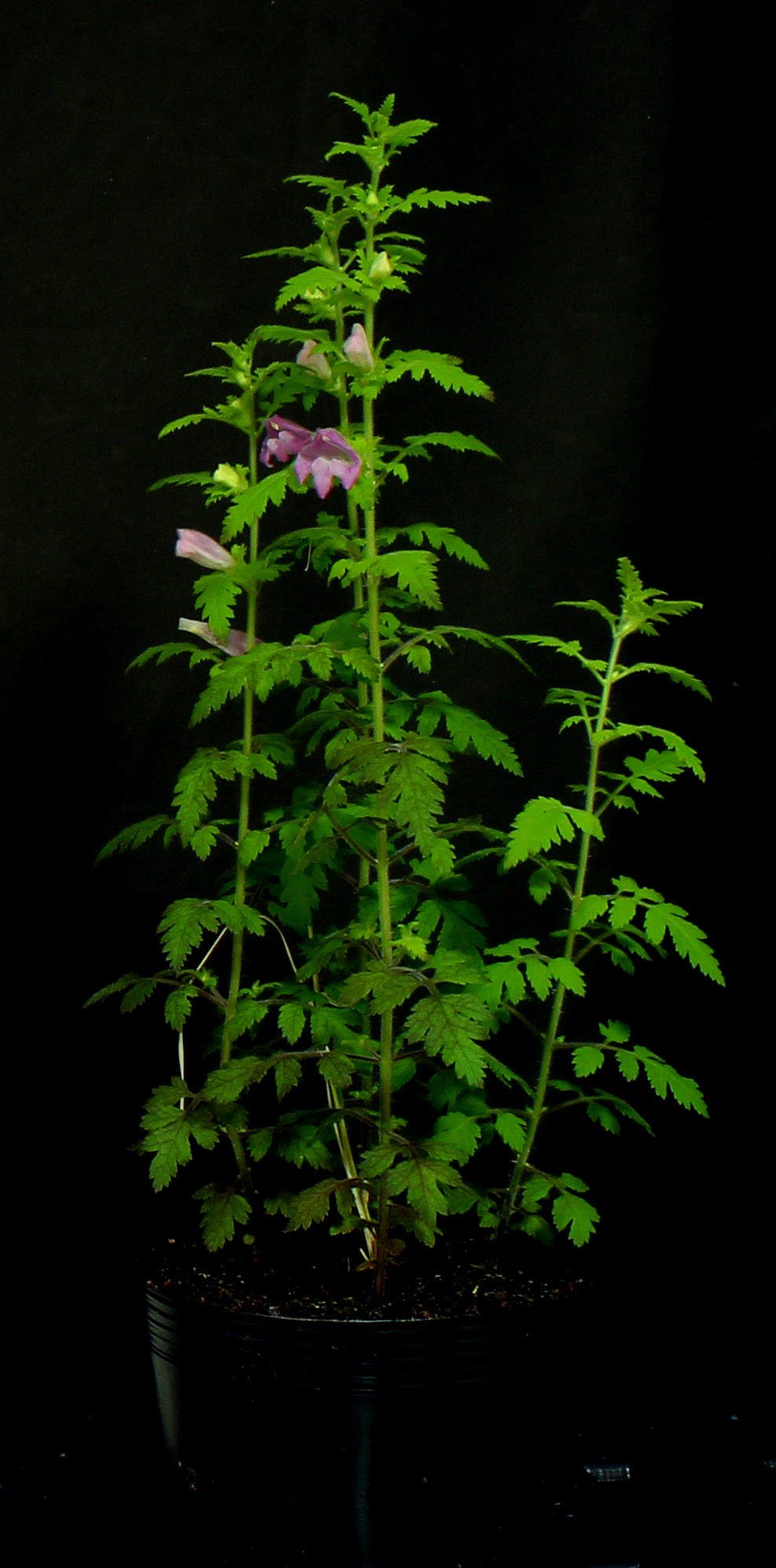 Die parasitäre Pflanze Phtheriospermum japonicum. 