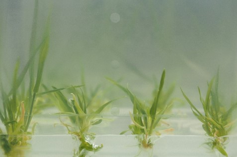 Die Anzucht einzelner Gerstenpflanzen auf Nährmedien (in vitro-Kultur) stellt eine Herausforderung für die Forschung dar.
