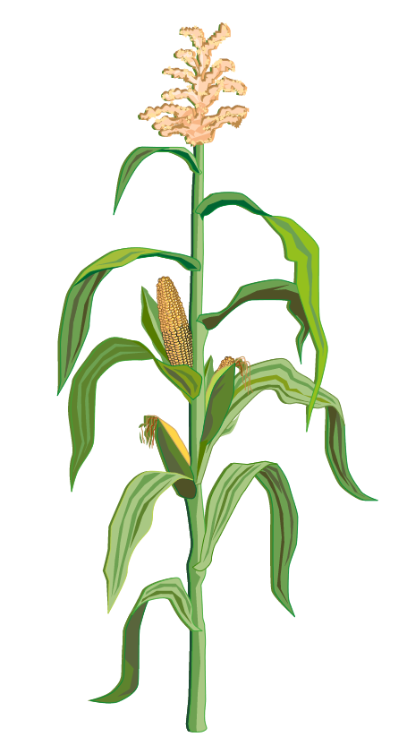Pflanze: Mais