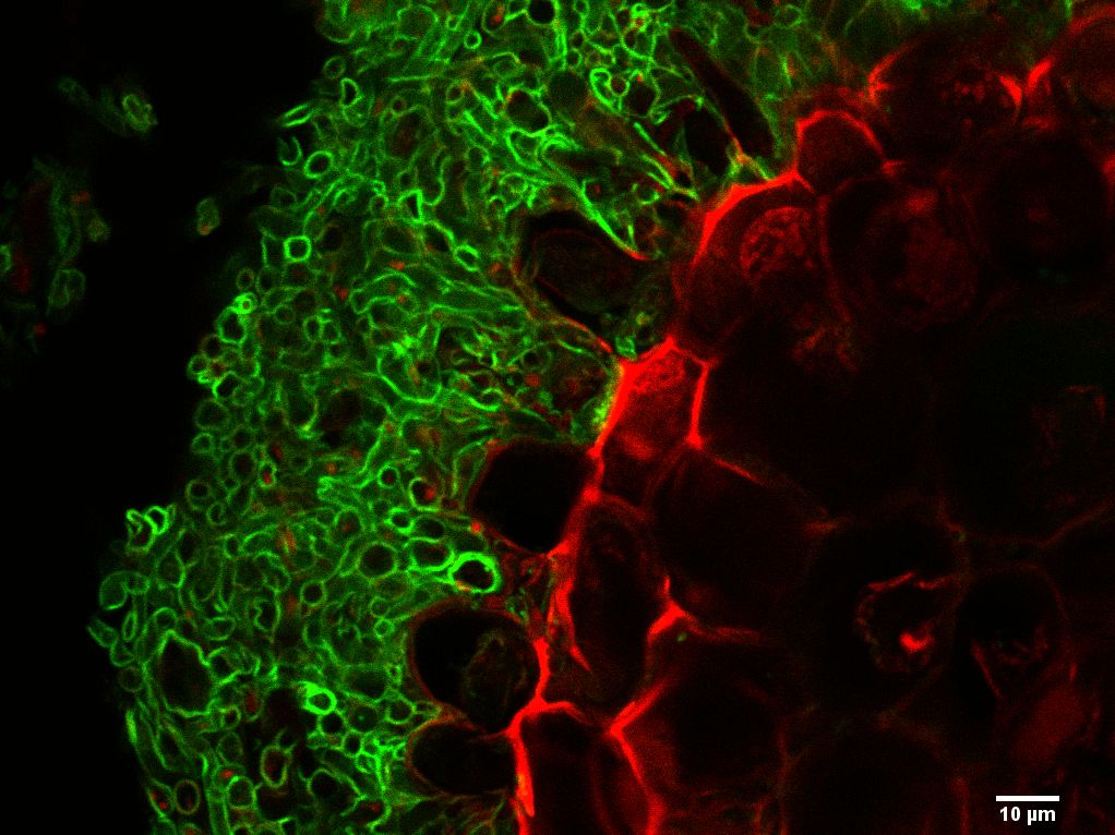 Das Fluoreszenzbild zeigt eine mykorrhizierte Wurzelspitze im Querschnitt. Man sieht, wie sich die Hyphen des Ektomykorrhizapilzes (grün) an der Wurzel (rot) ausbreiten. (Bildquelle: Stephanie Werner/IPB)