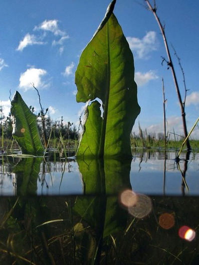 Pflanzen bekommen bei Überschwemmungen nicht genug Sauerstoff .(Quelle: © Ole Pederson / MPI-MP) 