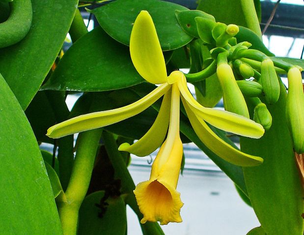 Die Gewürzvanille (Vanilla planifolia) gehört zur Pflanzenfamilie der Orchideen. (Quelle: © H. Zell / wikimedia.org; CC BY-SA 3.0)