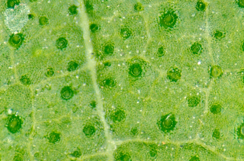 Pflanzen tauschen Kohlendioxid, Sauerstoff und Wasserdampf über Spaltöffnungen (Stomata) in ihren Blättern aus. Die molekulare Grundlage für die Regulation des Schließmechanismus ist jetzt bekannt. 