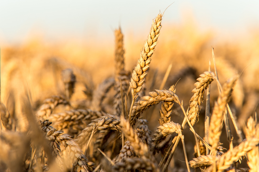Die Studie konzentrierte sich auf Winterweizen. Weizen ist die wichtigste Kulturpflanze Europas und Winterweizen ist beim Anbau unangefochten an der Spitze.