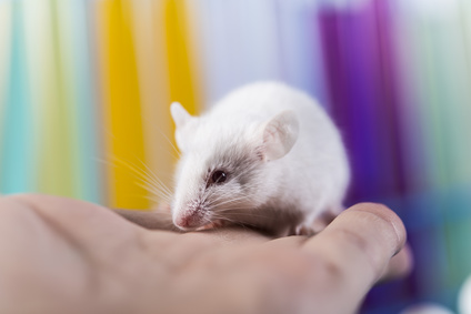 Bei Mäusen wurde eine überraschende Entdeckung gemacht: Durch hohen Fruktosekonsum wurden die Darmzotten länger. Das führte zu sichtbar negativen Auswirkungen.
