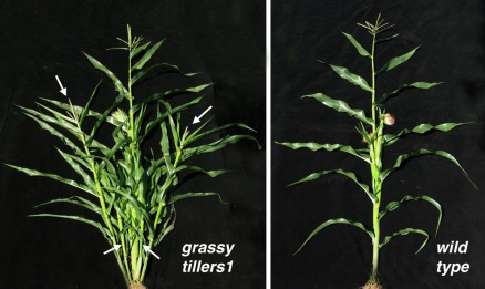 Vergleich zweier Maispflanzen: Rechts ein unveränderter Wildtyp. Links eine Pflanze, deren gt1-Gen durch Mutation seine Funktion (Wachstum der Bestockungstriebe verhindern) verloren hat. Die Pfeile deuten auf die zahlreichen Bestockungstriebe (Quelle: © Cold Spring Harbor Laboratory).