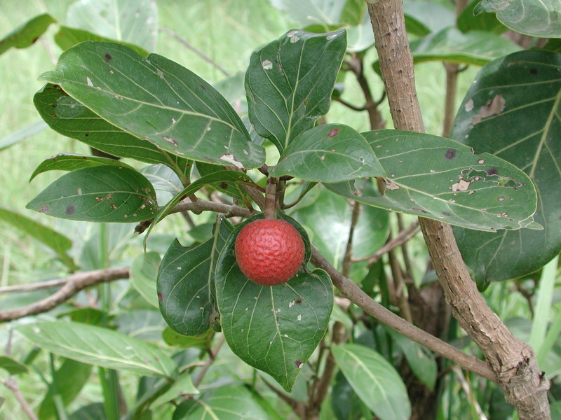 Nauclea latifolia Sm. ist eine Medizinpflanze, die in der Wurzelrinde den Wirkstoff Tramadol produziert. (Quelle: © Stefan Dressler / West African plants - A Photo Guide*)