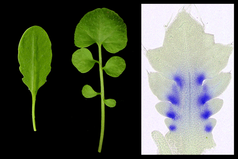 Das RCO-Gen ist maßgeblich für die Blattform verantwortlich, wie Wissenschaftler nun zeigen konnten. In den Blättern der Ackerschmalwand (links) fehlt das RCO-Gen. In den Blättern des Schaumkrauts (Mitte) hemmt das RCO-Gen das Zellwachstum an manchen Stellen (rechts; blau: aktives RCO-Gen).