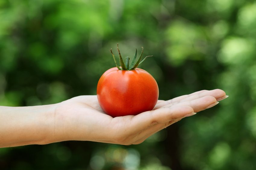 Bio oder kein bio: Eine neue Analysemethode soll klären, ob Bio-Tomaten auch tatsächlich unter Bio-Bedingungen angebaut wurden. (Bildquelle: © iStock.com/Joy_StockPhotography)