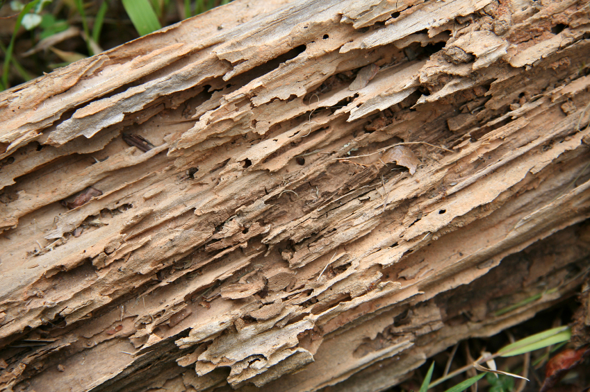 Termiten ernähren sich ausschließlich von lignocellulosehaltiger Biomasse und können so auch Schäden an Gebäuden und Nutzholz verursachen.