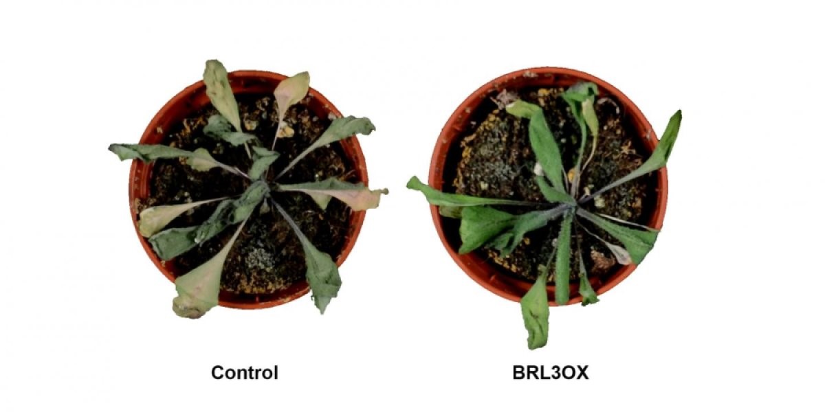 Arabidopsis thaliana Pflanzen nach Trockenstress. Links eine Kontrollpflanze (Wildtyp) und rechts eine Pflanze, die den vaskulären Brassinosteroid-Rezeptor BRL3 überexprimiert.