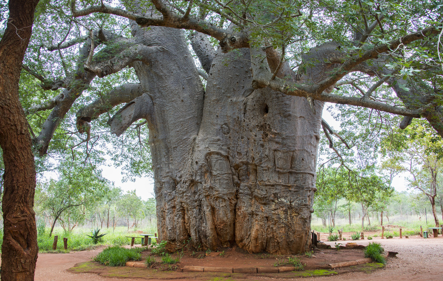 Spezielle Baum-Architektur: Gut erkennbar sind die an der Basis zusammen gewachsenen Einzelstämme.