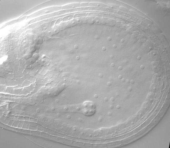 Junger Pflanzenembryo (8-Zell-Stadium) im sich entwickelnden Samen der Ackerschmalwand (Arabidopsis thaliana). In diesem Stadium sind vorwiegend mütterliche Gene aktiv, väterliche Gene werden mit fortschreitender Embryogenese aktiviert.