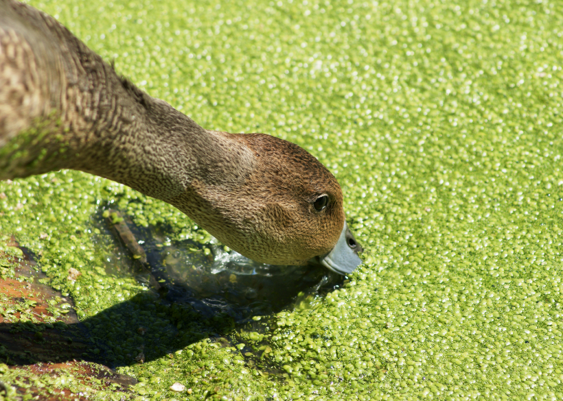 Enten schätzen den hohen Nährwert der kleinen Wasserlinse, besser bekannt als Entengrütze. (Quelle: © iStockphoto.com/ Sylvie Bouchard)