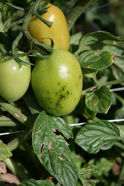Eine Infektion mit Pseudomonas syringae pv. Tomato äußert sich in braunen Flecken auf Früchten und Blättern.