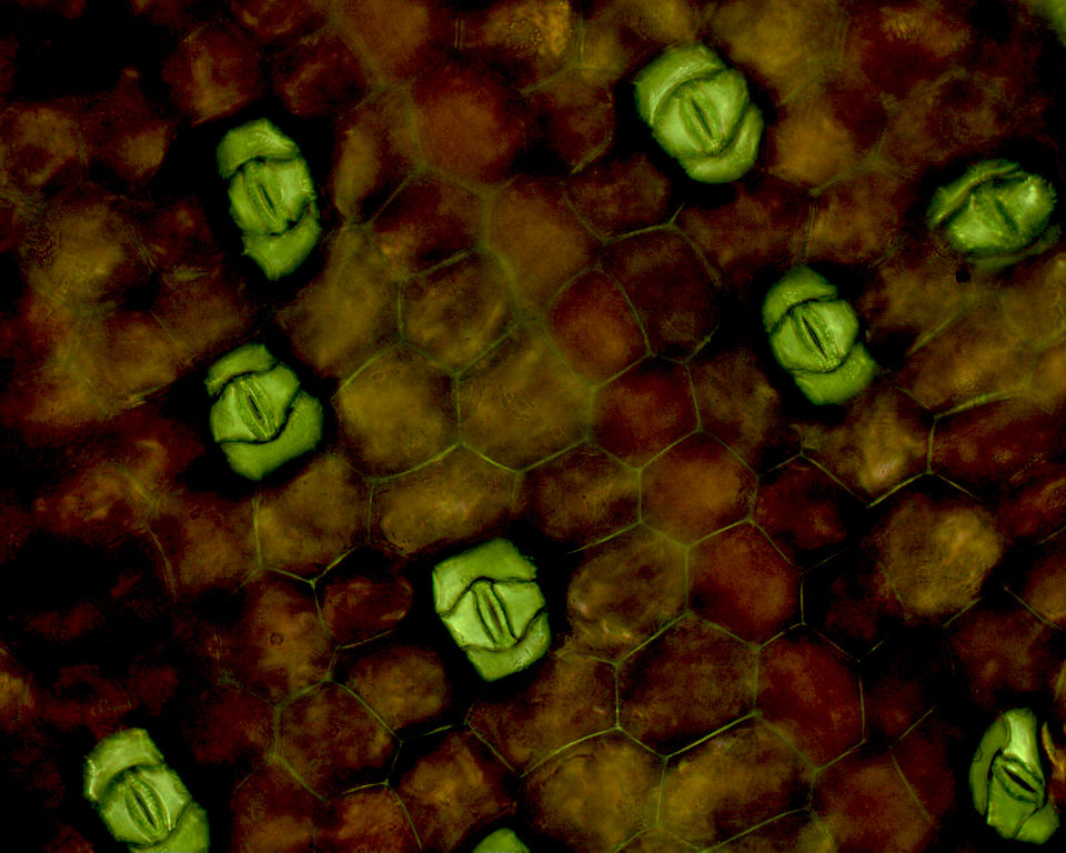 Stomata sind winzige Spaltöffnungen der Epidermis. Sie regeln den internen und externen Gasaustausch. Das Bild zeigt die Stomata (grün) des Zebrakrauts (Tradescantia zebrina). (Bildquelle: © AioftheStorm/ wikimedia.org / CC0 1.0)
