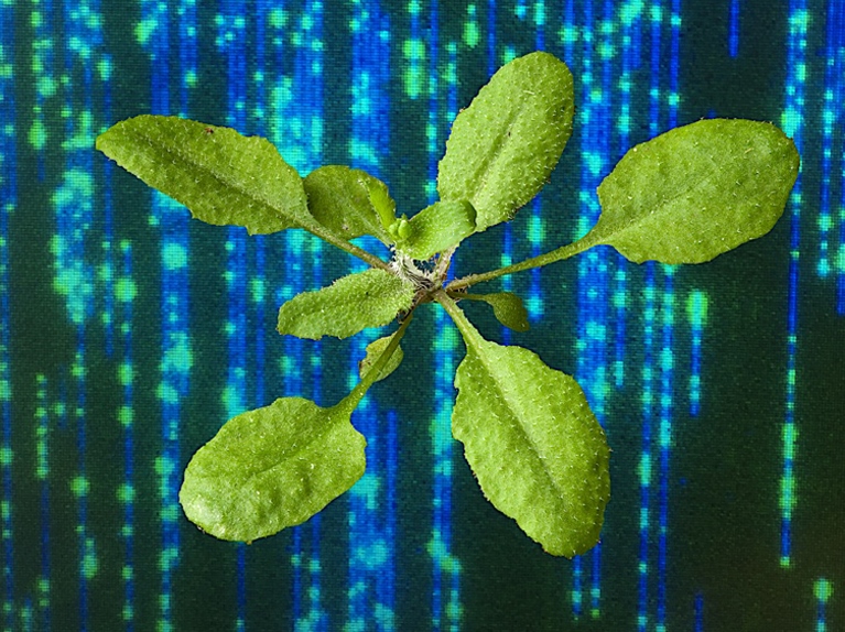 Eine transformierte Ackerschmalwand mit der Darstellung ihrer Genomsequenzierung im Hintergrund. (Bildquelle: © Salk-Institut)