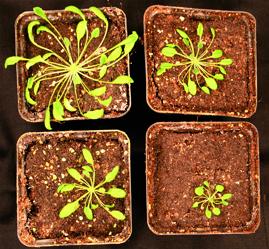 Pflanzen mit defekter Regulation (unten) bleiben im Wachstum zurück. (Quelle: © Bräutigam/FSU)
