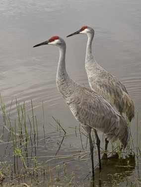 Die Prairie Pothole Region dient vielen Vogelarten als Brutstätte. (Quelle: © Canon_Bob / Fotolia.com)