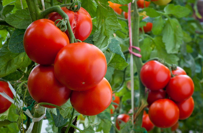 Tomatenpflanzen nutzen kleine RNA Moleküle, um sich gegen Bakterien und Viren zu wehren. (Quelle: © Dusan Kostic - Fotolia.com)