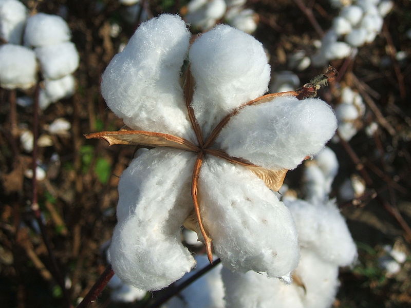 Die Samen bilden lange, helle Haare aus, die z.B. zu Kleidung weiterverarbeitet werden können. (Quelle: © Begonia / Wikimedia.de; CC BY-SA 3.0)