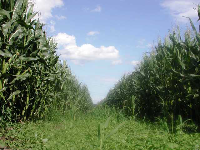 In sogenannten Schutzzonen soll neben Bt-Mais auch konventioneller Mais gepflanzt werden.
