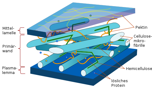 Eingebettet in der Struktur der Zellmembran befindet sich das Ausgangsmaterial für das Substrat: die Mikrofibrillen.