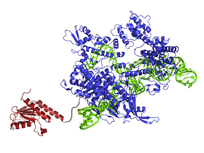 Der neue DNA-Basen-Editor enthält ein Enzym, dass Moleküle umbauen kann und somit Adenin in Inosin (von der Zelle als Guanin erkannt) verwandelt (rot). Die guideRNA (grün) führt das Molekül an den richtigen Ort, Cas9 (blau) schneidet den gegenüberliegenden DNA-Strang und veranlasst die Zelle dazu, die gegenüberliegende Base auszutauschen.