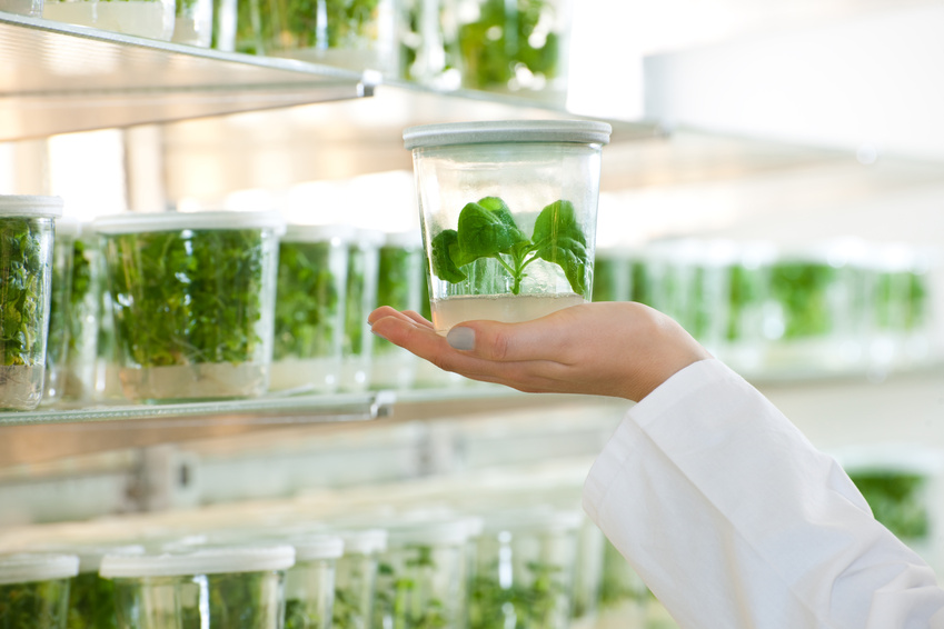 Die Rohstoffbasis der Zukunft? Die Pflanzenforschung ebnet den Weg hin zu einer biobasierten Wirtschaft. (Bildquelle: © travelguide - Fotolia.com)