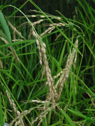 Reis ist besonders oft mit Arsen belastet, weil sich im Wasser gelöstes Arsenit über Aquaporine ganz einfach in die Zellen schmuggeln kann. 