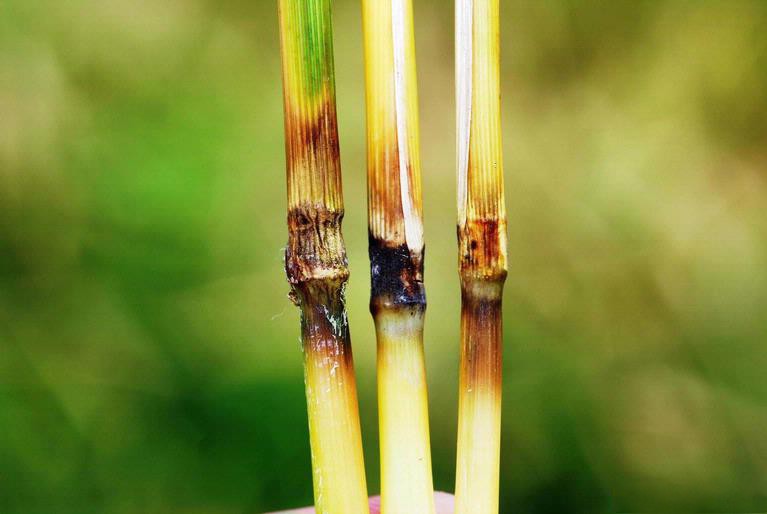 Ein Befall durch den Schadpilz Magnaporthe grisea äußert sich über braun-gelbe Blattflecken und Verfärbungen wie auf dem Bild. Im Reisanbau zählt er zu den ökonomisch verheerendsten Pathogenen überhaupt.
