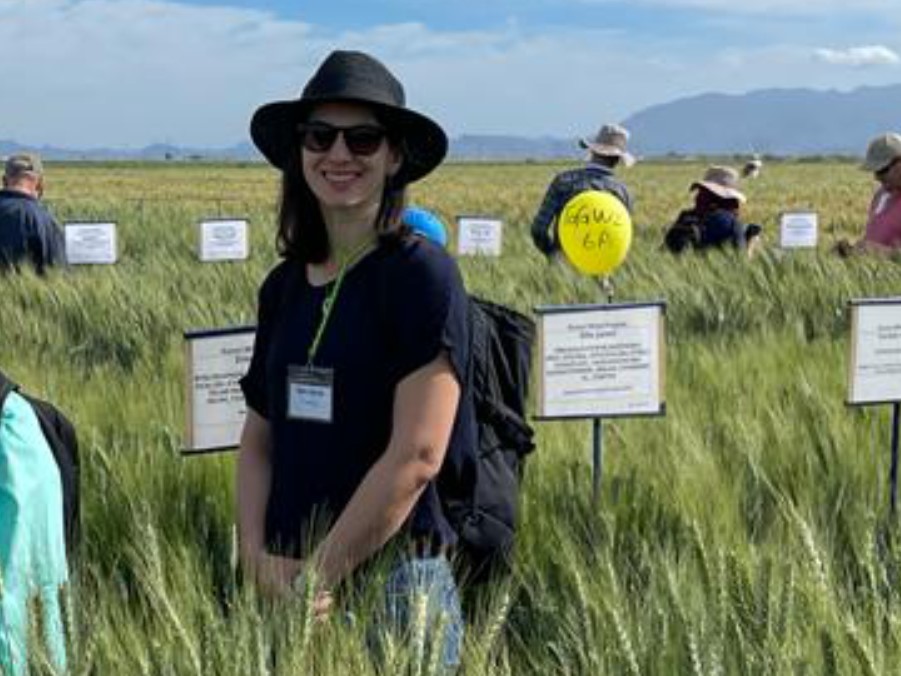 Im mexikanischen Bundesstaat Sonora konnte die Bioinformatikerin Nadia Kamal riesige Weizenfelder besuchen.
