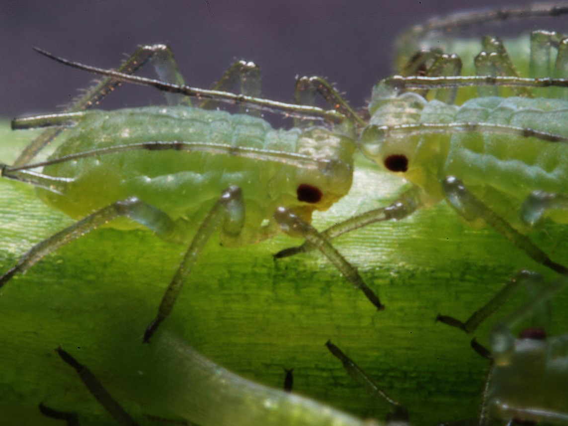 Blattläuse – aber auch andere Insekten – fügen Pflanzen Wunden zu. Forscher haben jetzt einen Mechanismus aufgeklärt, wie der Wundverschluss funktioniert. (Bildquelle: © Drc406 / Wikimedia; CC-BY-SA-3.0)