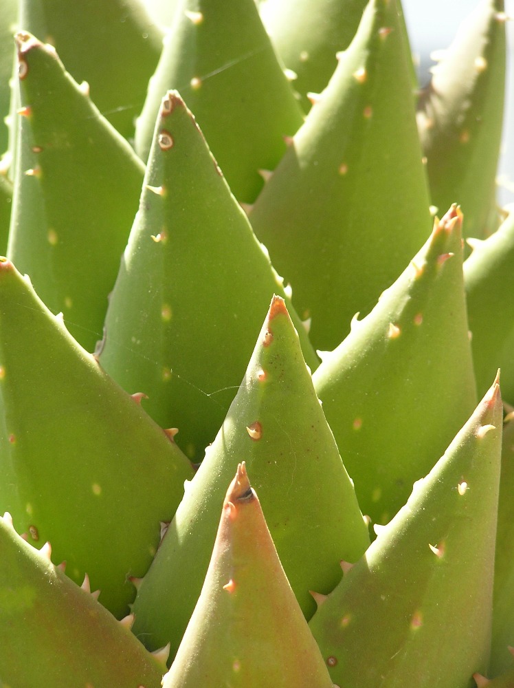 Kaktus. (Quelle: ©  Zyxwodron / www.pixelio.de)